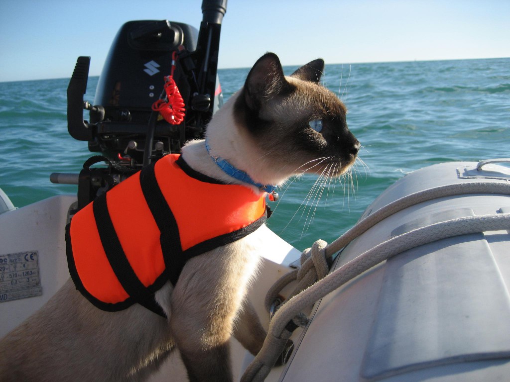 Croatia Yacht Charter happy cat sailing in Croatia