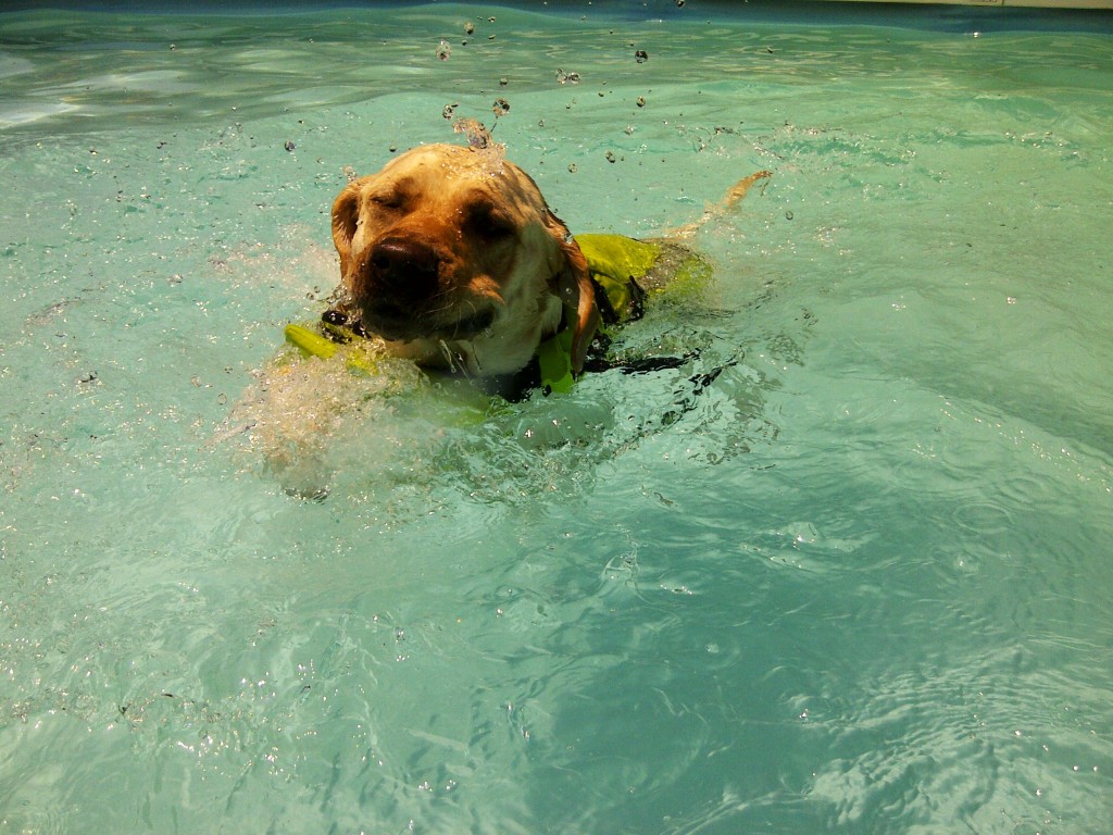 Croatia Yacht Charter happy dog sailing in Croatia