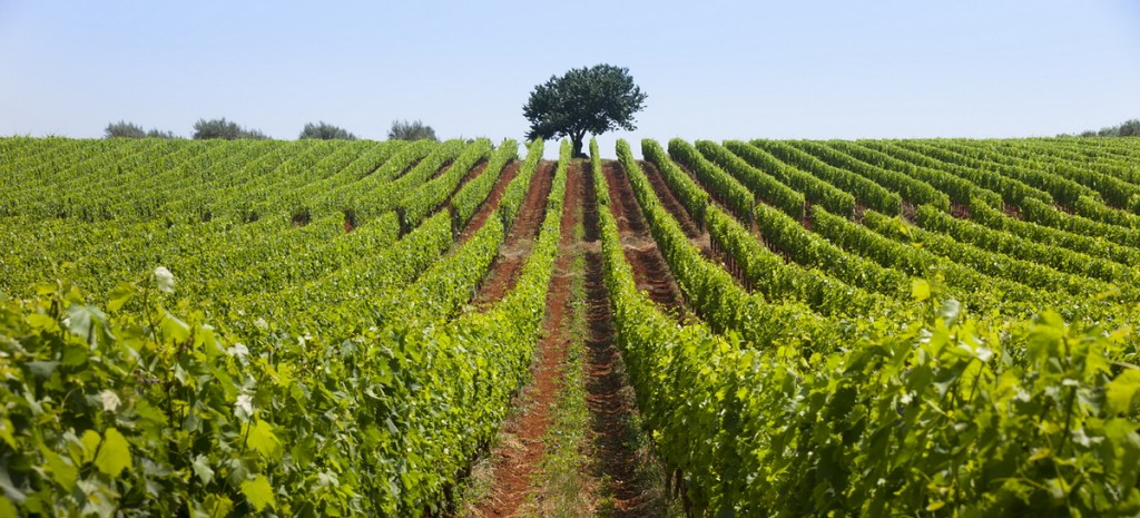 grapes wine fields wineyards tasting tour croatia