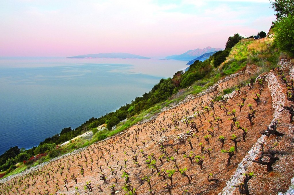adriatic wine tour croatian wines best wines